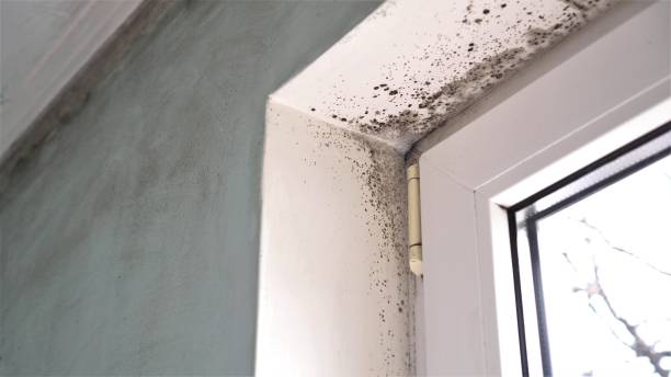 Best Biohazard Mold Removal  in Mishawaka, IN